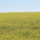 canola
